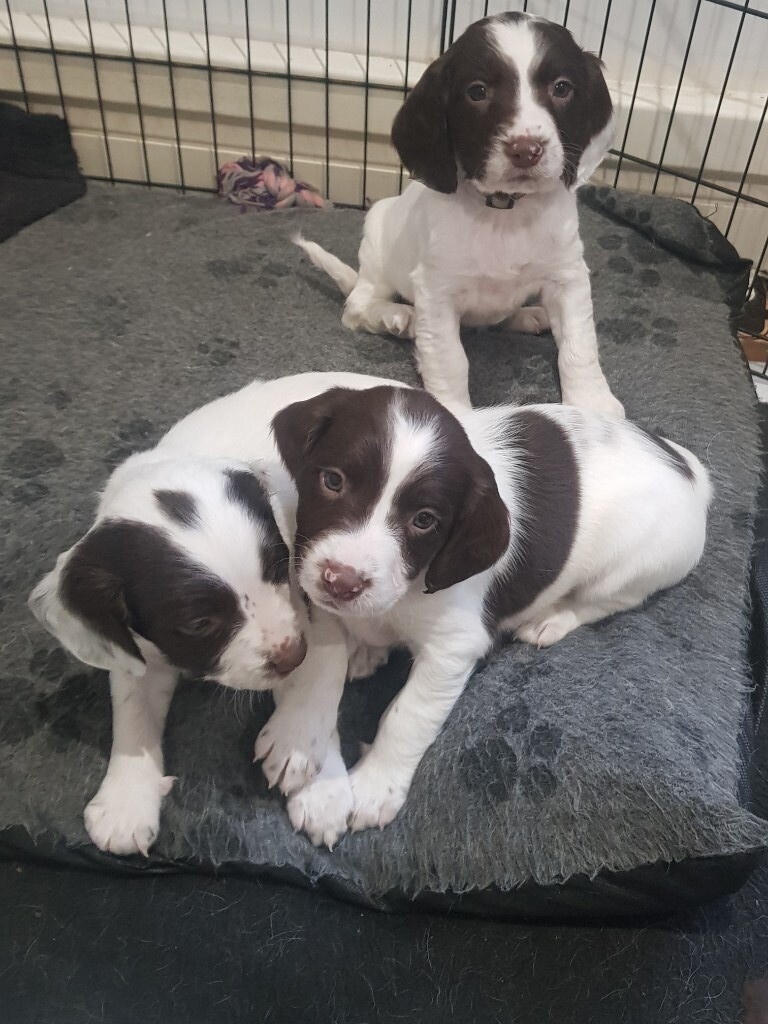 liver and white springer spaniel for sale